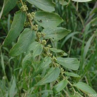 Trema orientale (L.) Blume